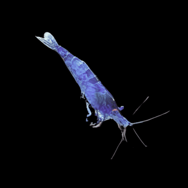 Blue Shrimp Neocaridina
