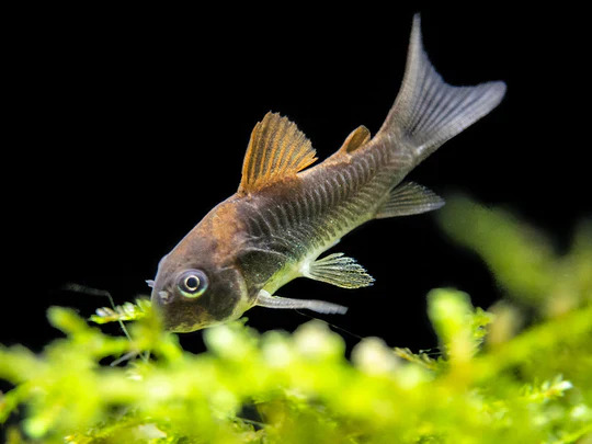Bronze Corydora