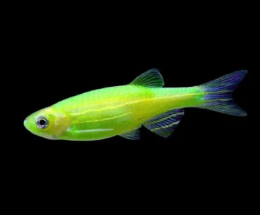 Green Danio
